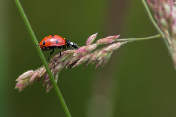 Fonds d'cran Animaux Insectes - Coccinelles Wallpaper N447959