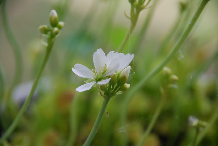 Fonds d'cran Nature Fleurs dionée