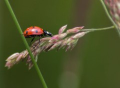  Animaux Image sans titre N447959