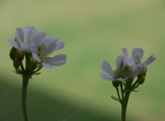  Nature dionée