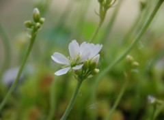  Nature dionée