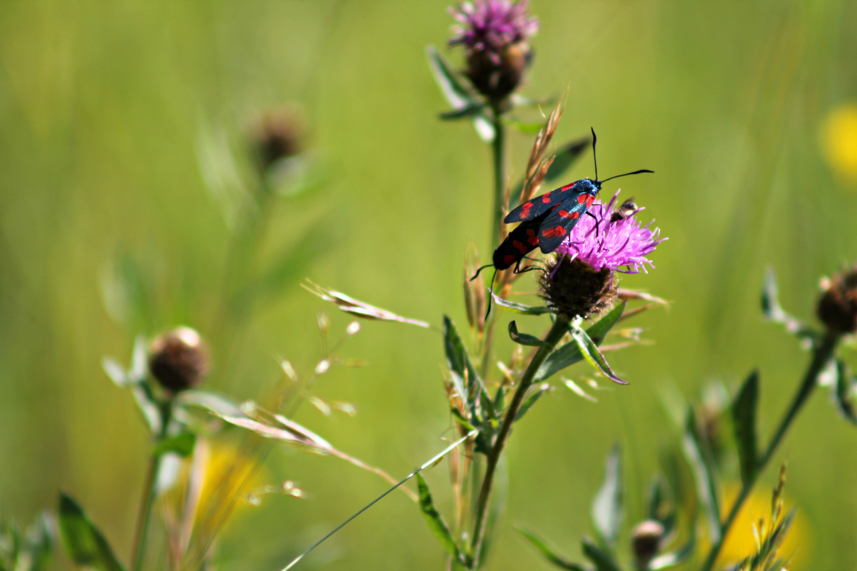 Fonds d'cran Animaux Insectes - Divers 