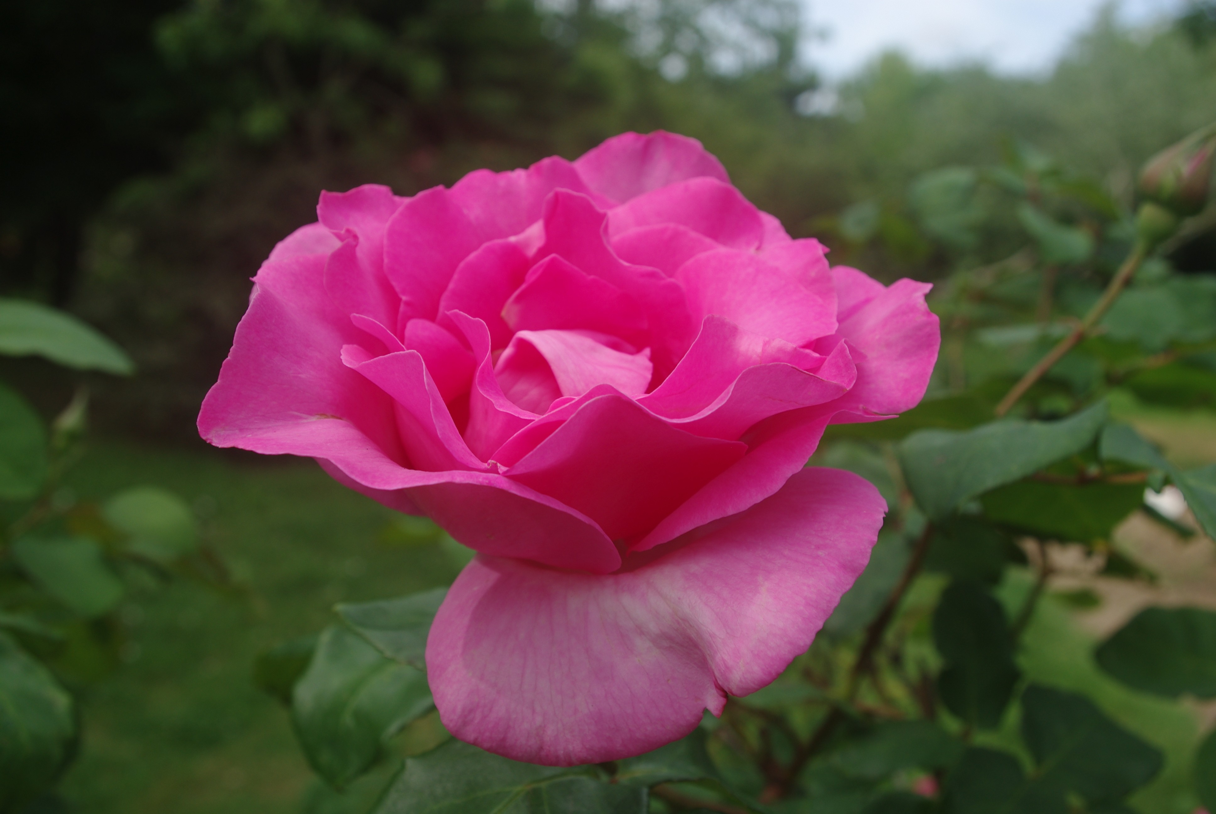 Fonds d'cran Nature Fleurs 