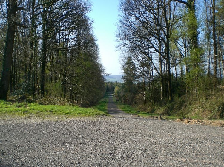 Fonds d'cran Nature Chemins Alle dans la fort