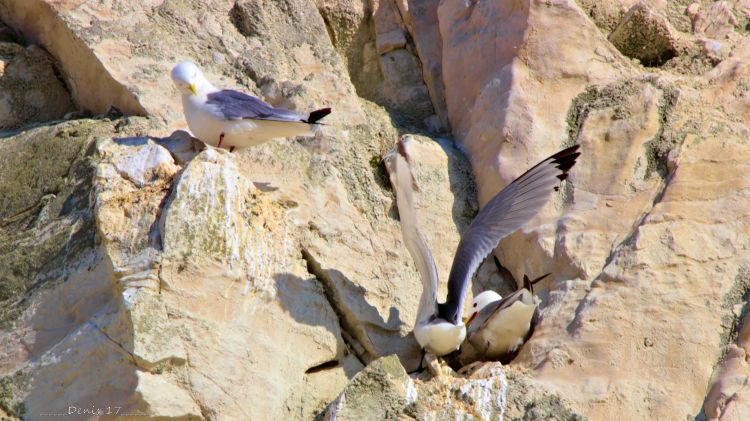 Fonds d'cran Animaux Oiseaux - Mouettes et Golands CAP BLANC NEZ