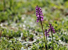  Nature orchidées