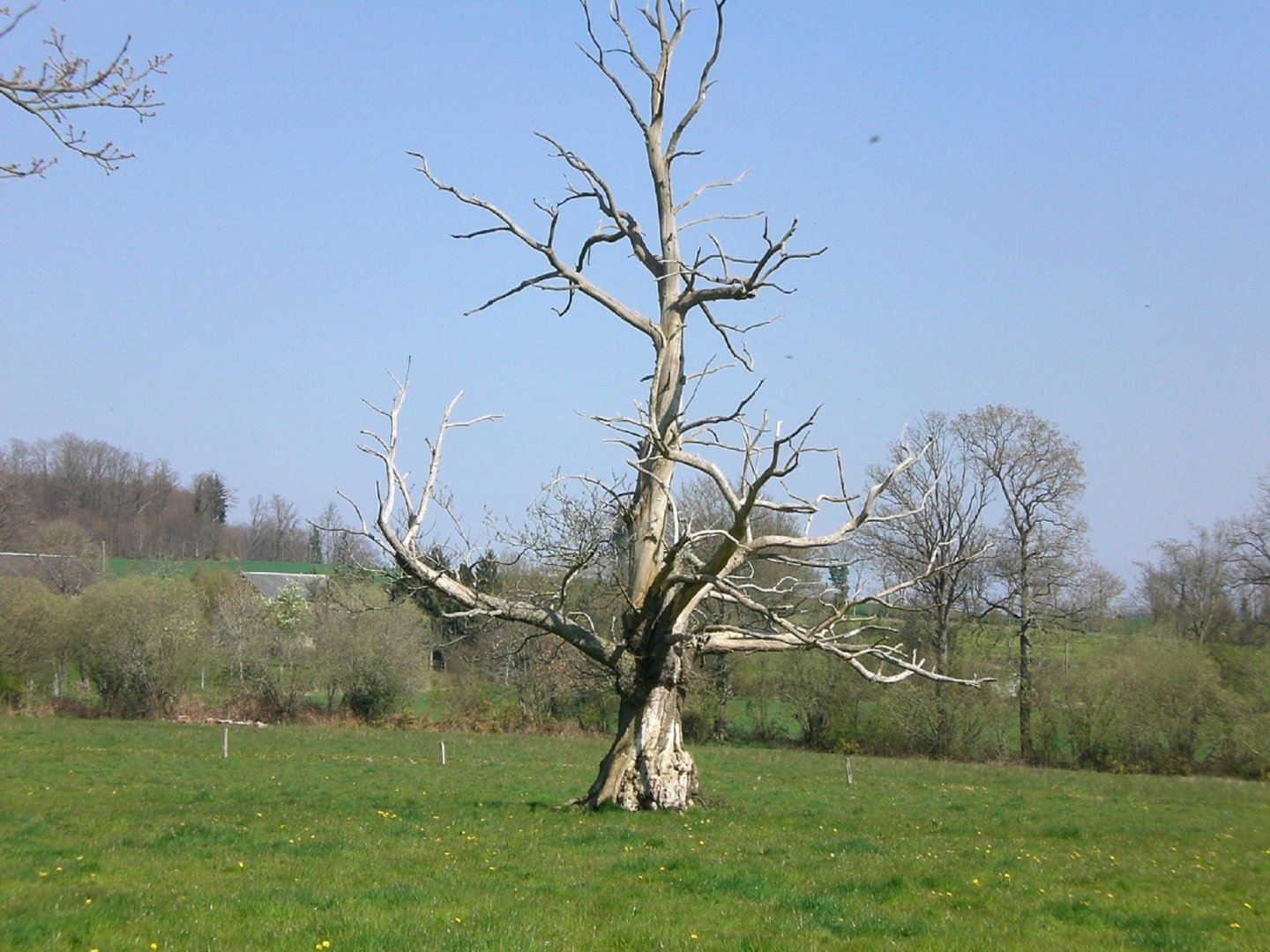 Fonds d'cran Nature Arbres - Forts Arbre mort