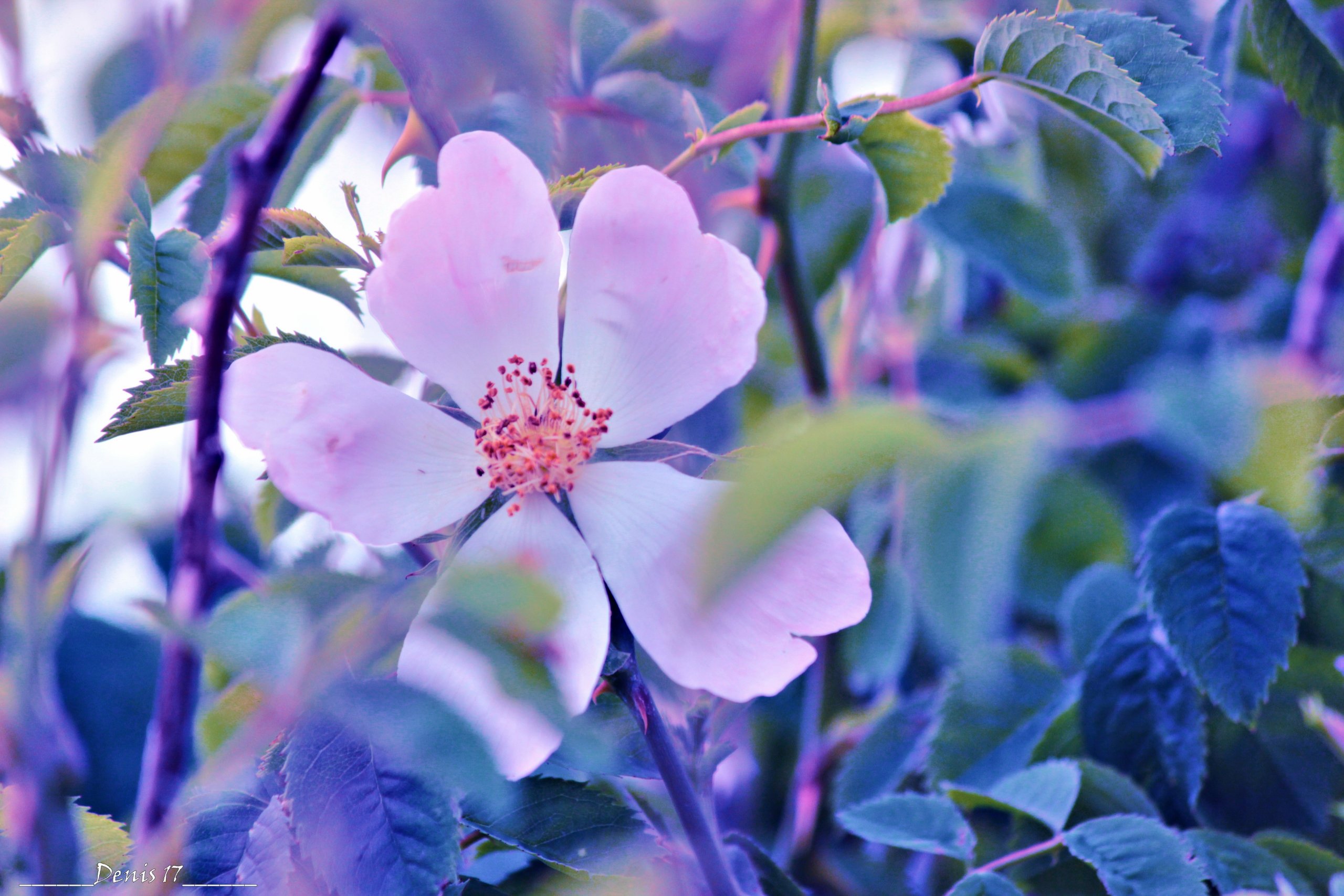 Wallpapers Nature Flowers CAP GRIS NEZ