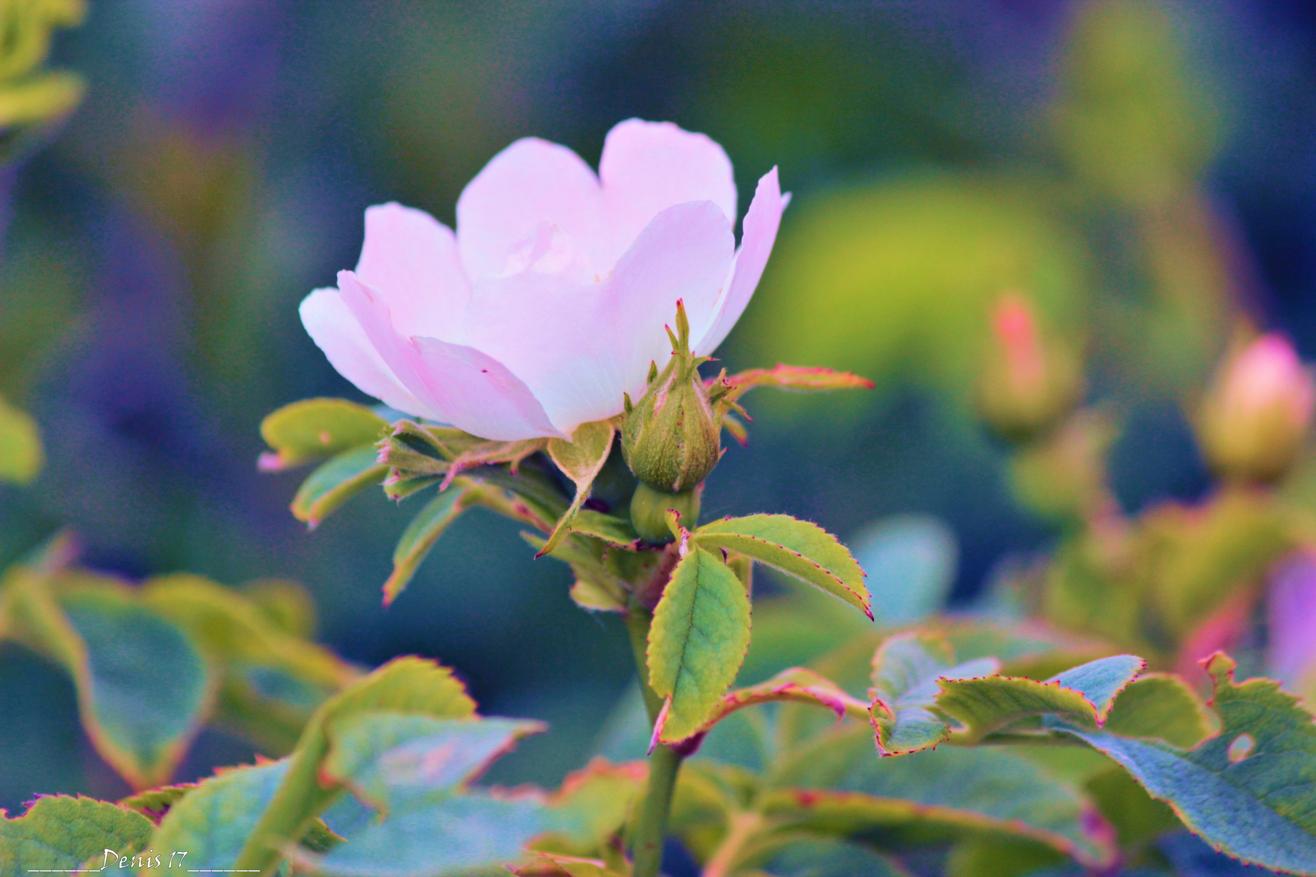 Fonds d'cran Nature Fleurs CAP GRIS NEZ