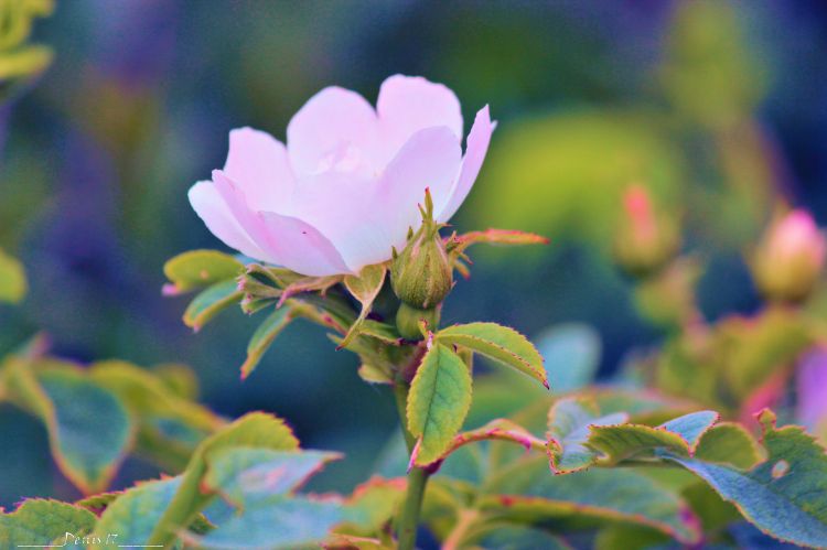 Fonds d'cran Nature Fleurs CAP GRIS NEZ