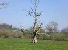  Nature Arbre mort