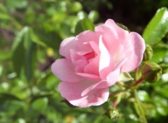  Nature Little Rose