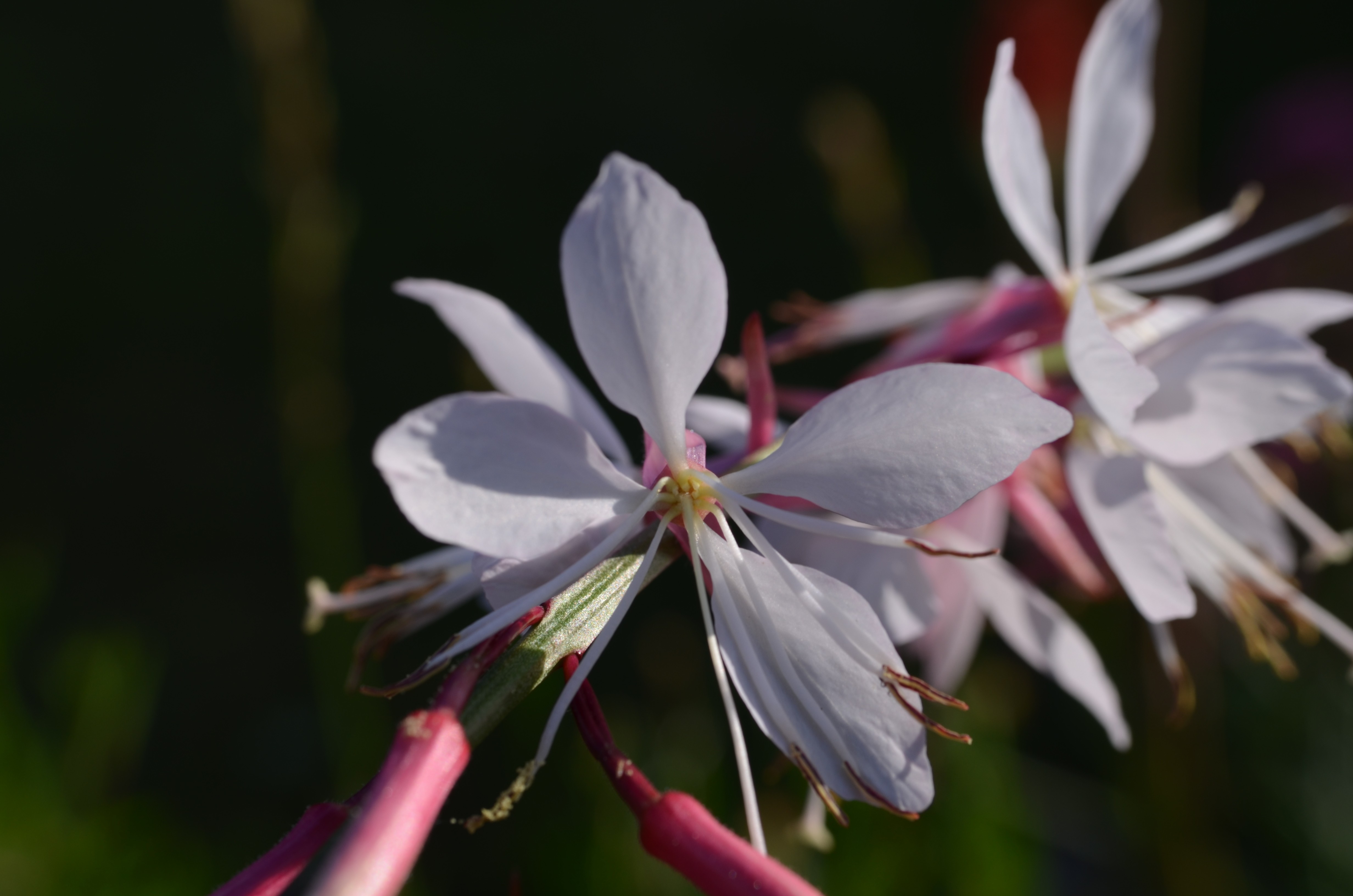 Wallpapers Nature Flowers 