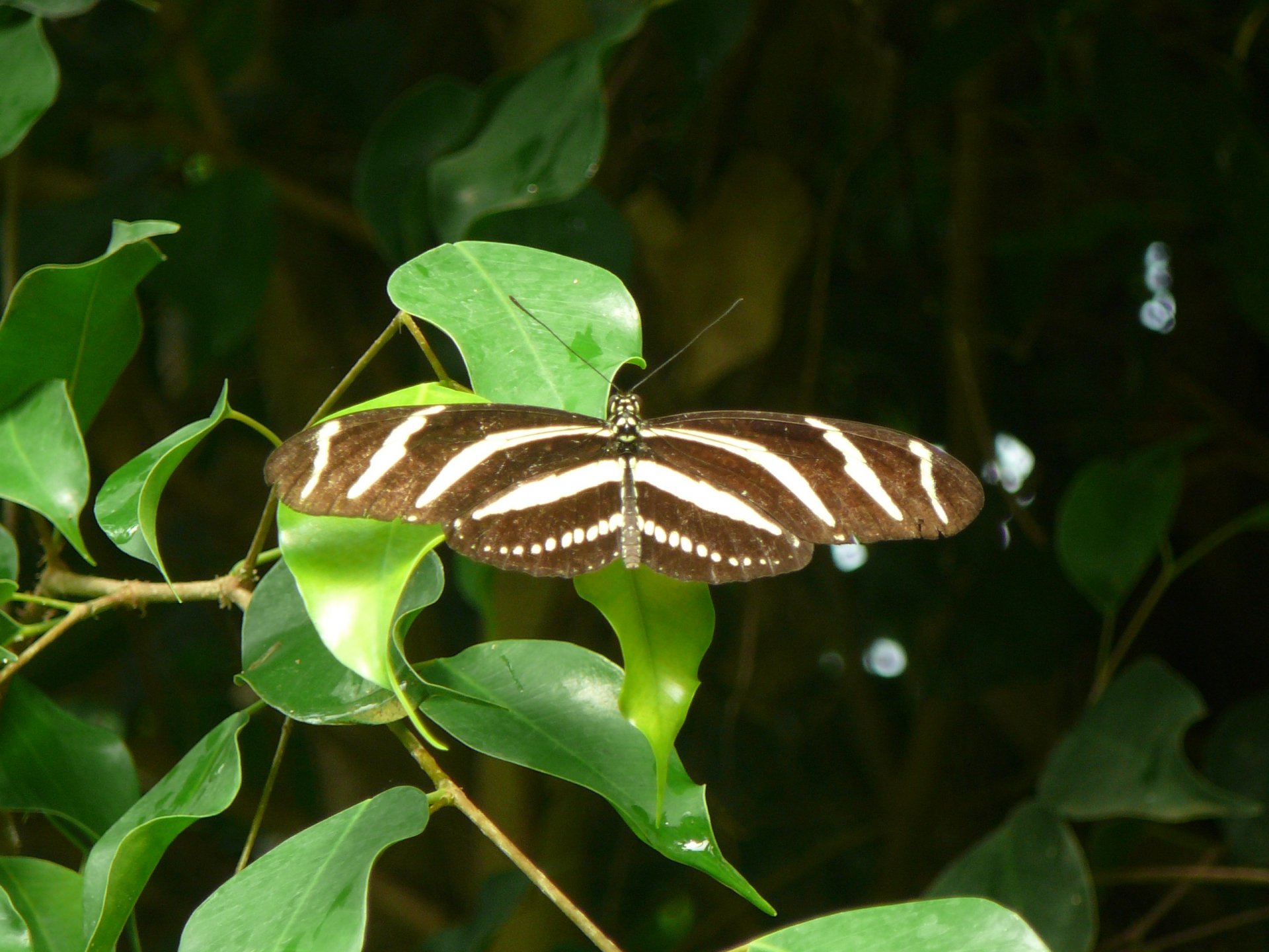 Fonds d'cran Animaux Insectes - Papillons 