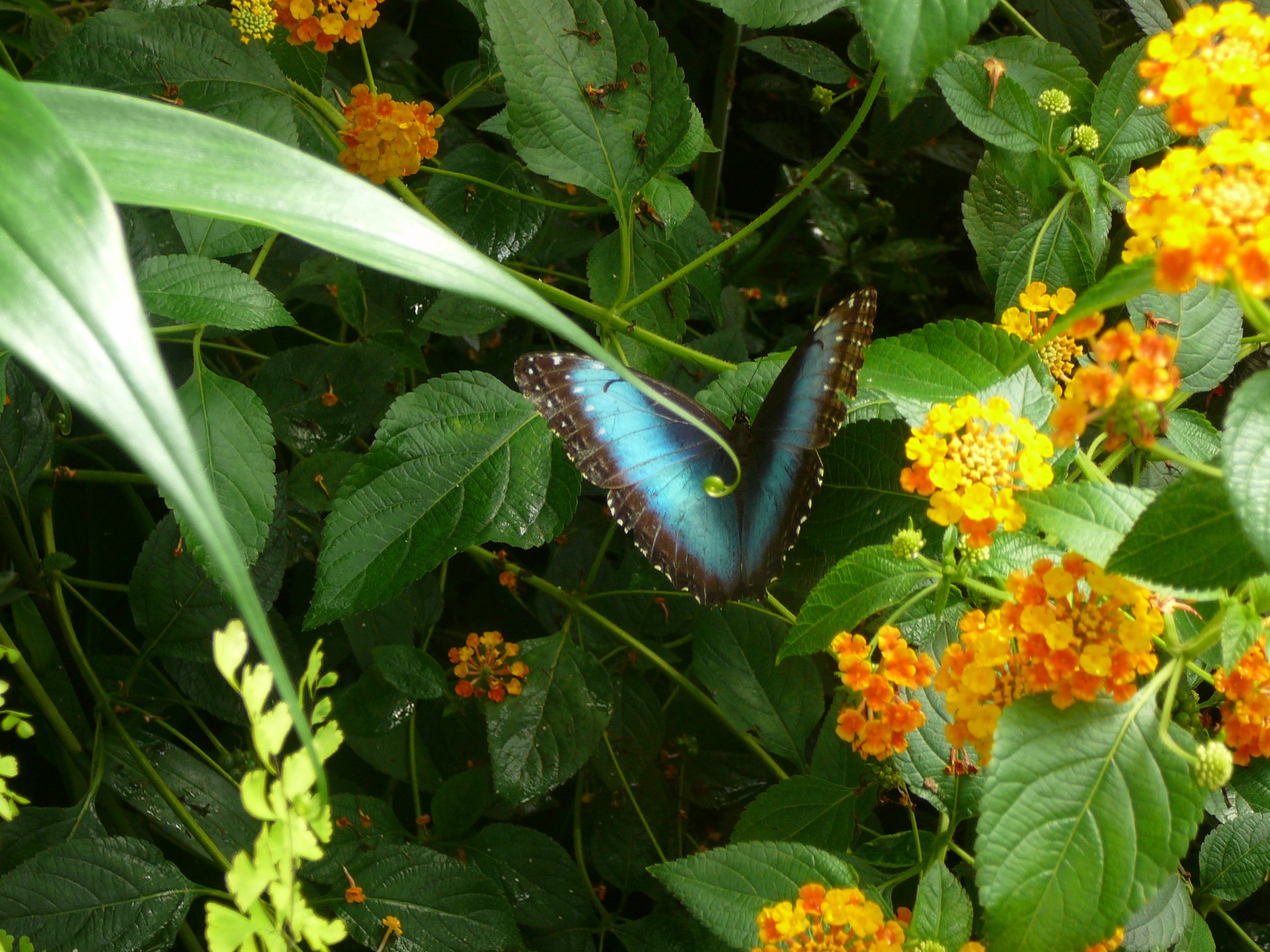 Fonds d'cran Animaux Insectes - Papillons 