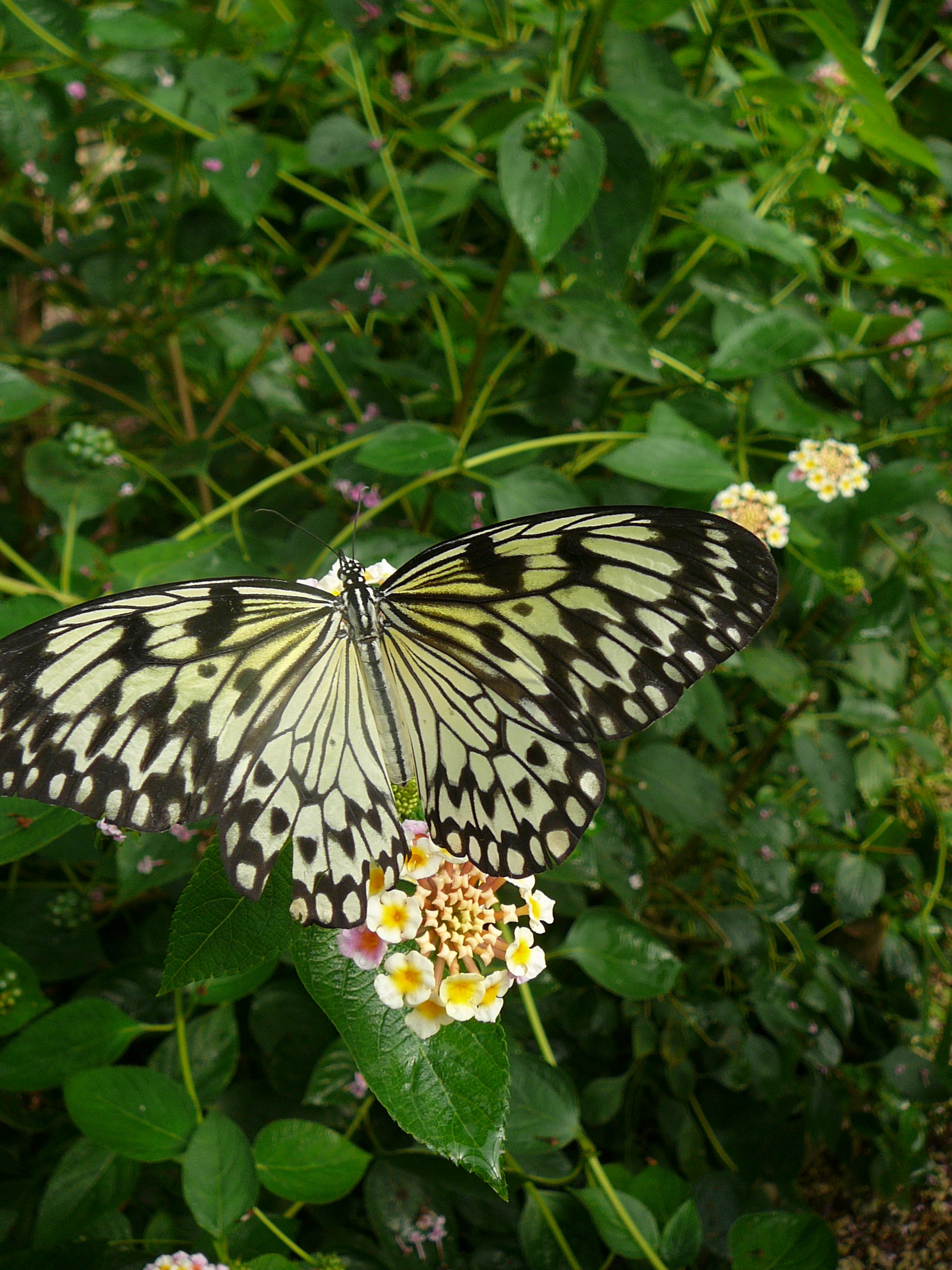 Wallpapers Animals Insects - Butterflies 