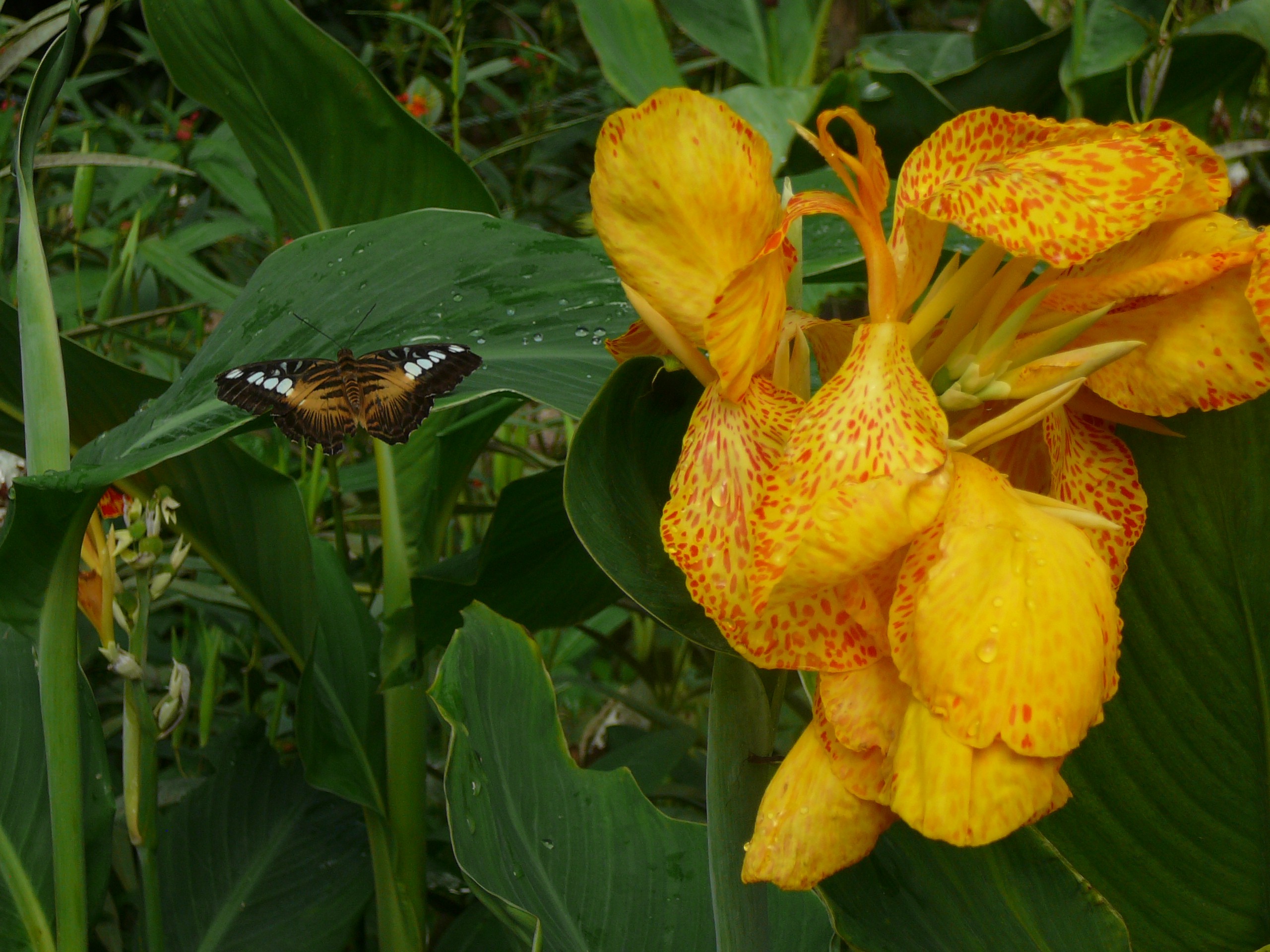 Fonds d'cran Animaux Insectes - Papillons 