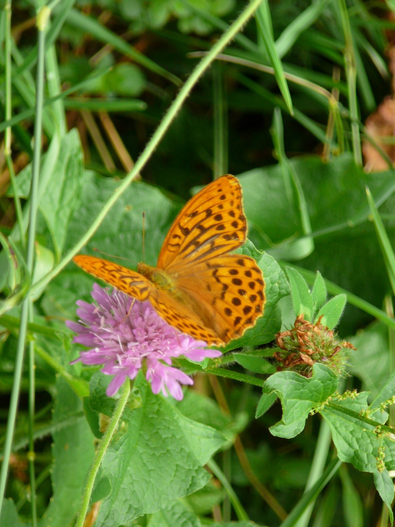 Fonds d'cran Animaux Insectes - Papillons 