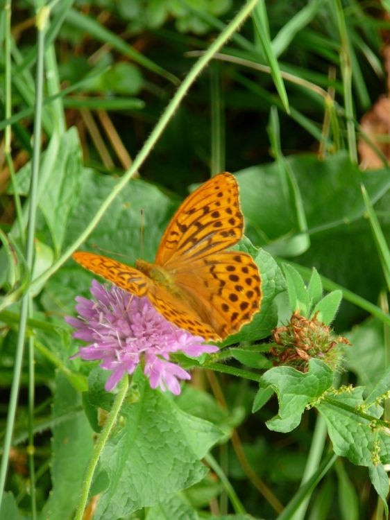 Fonds d'cran Animaux Insectes - Papillons Wallpaper N448797