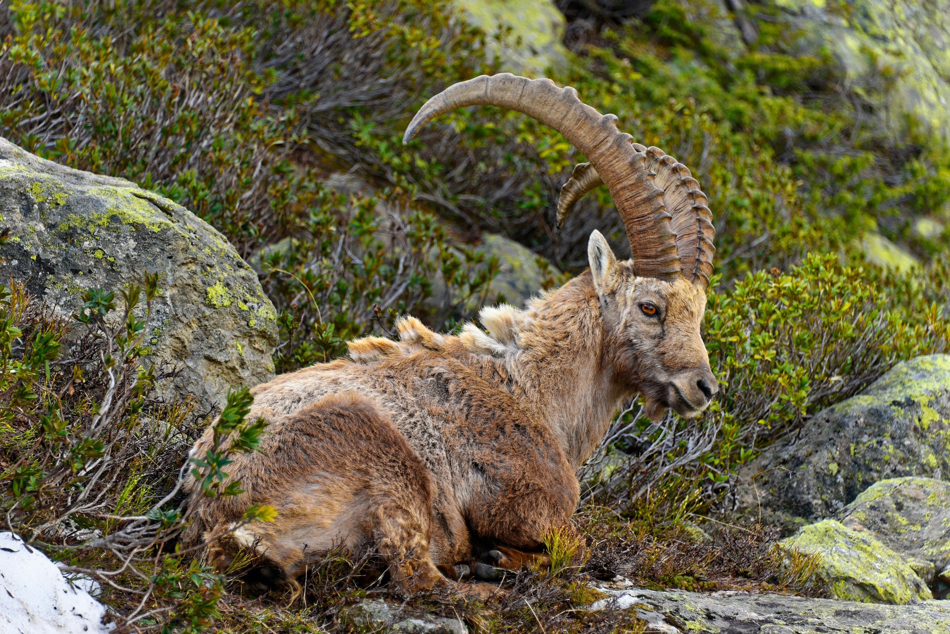 Wallpapers Animals Ibex BOUQUETIN Mle