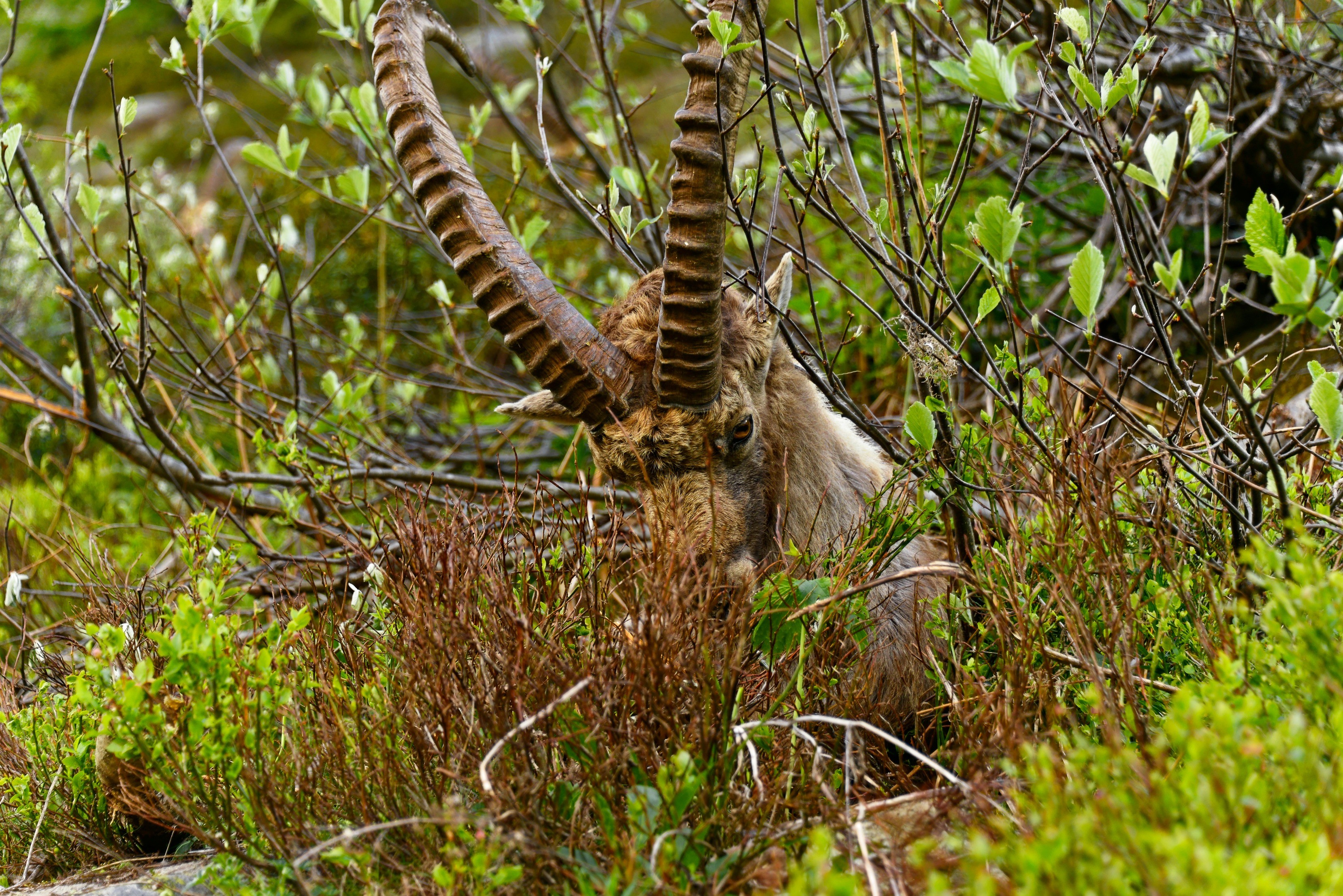 Wallpapers Animals Ibex Bouquetin