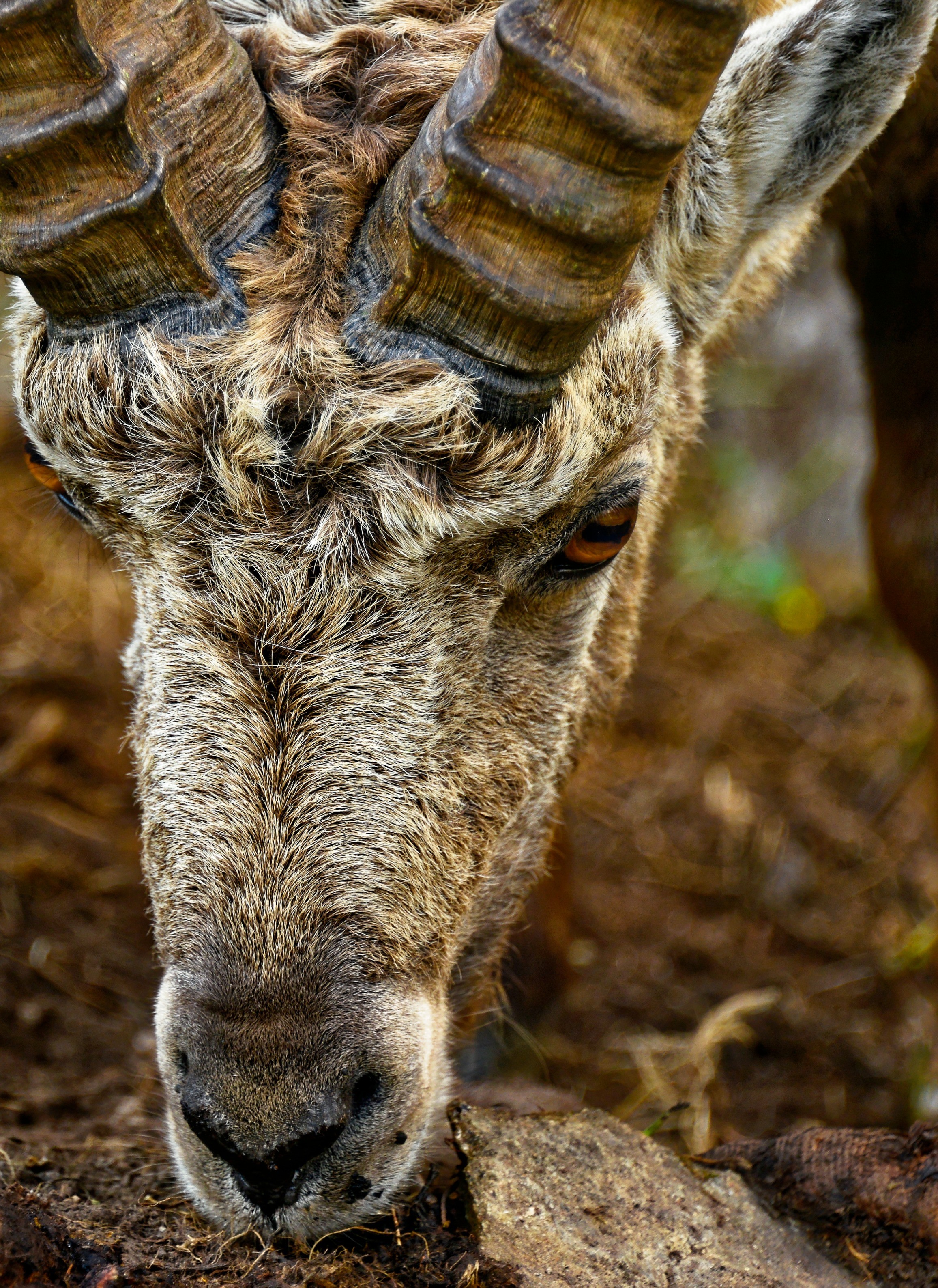 Wallpapers Animals Ibex Bouquetin