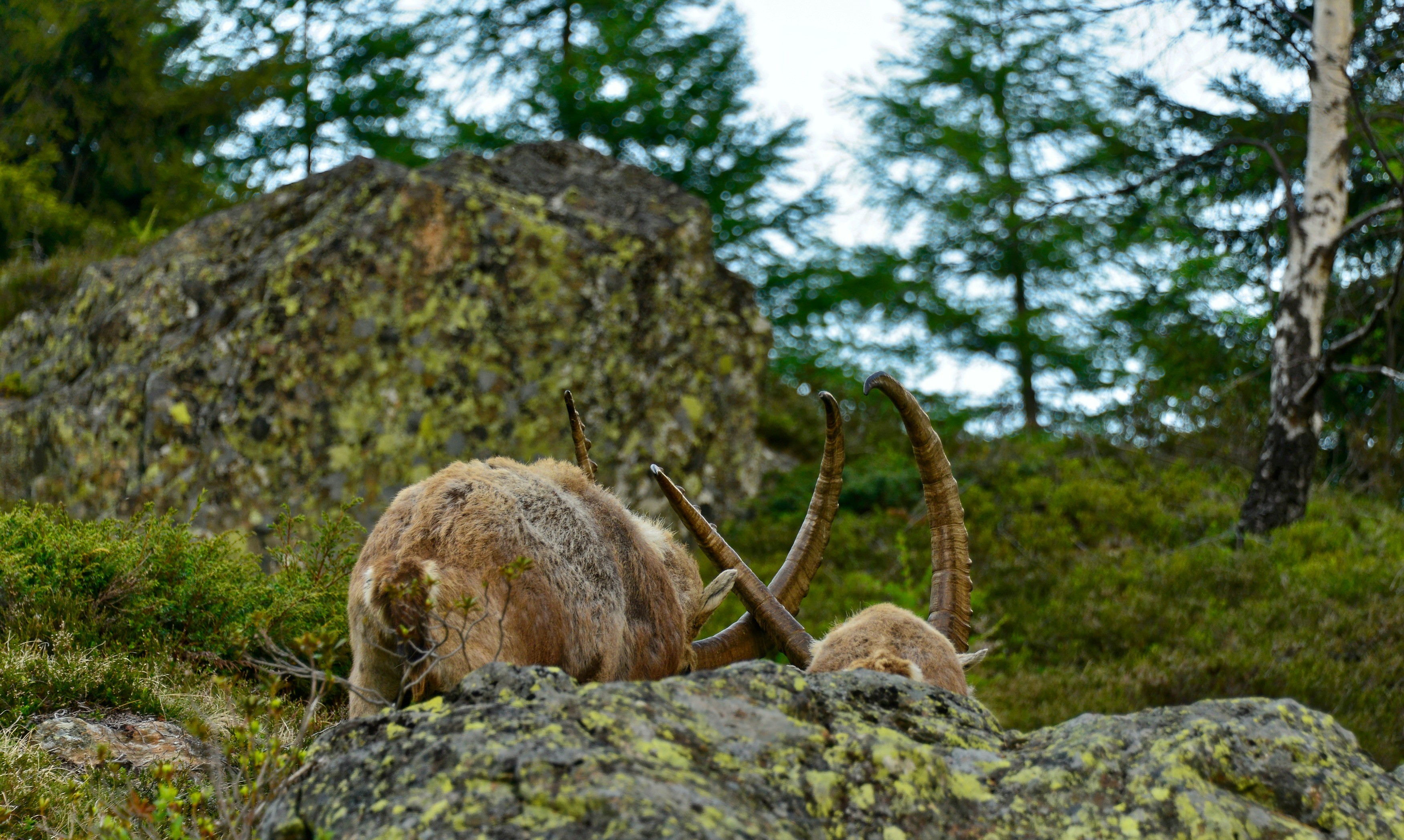 Wallpapers Animals Ibex Bouquetins