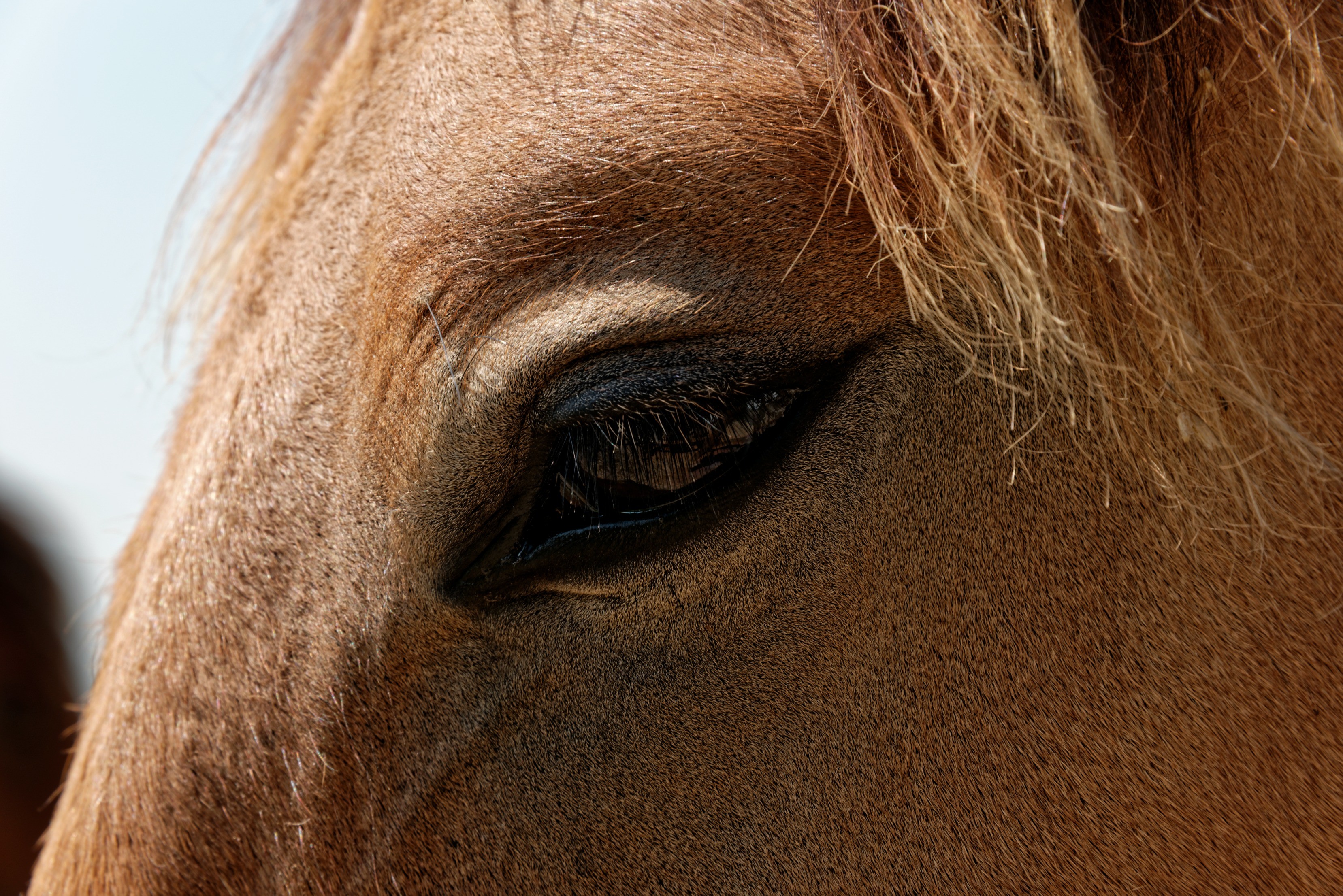 Fonds d'cran Animaux Chevaux Henson