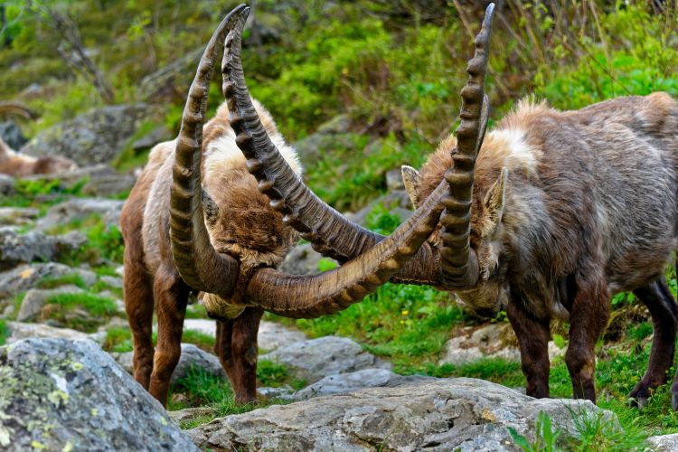 Wallpapers Animals Ibex Bouquetins