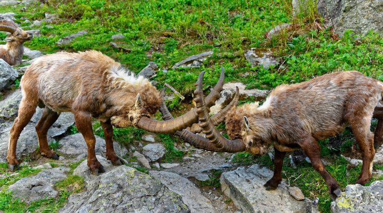 Wallpapers Animals Ibex Bouquetins