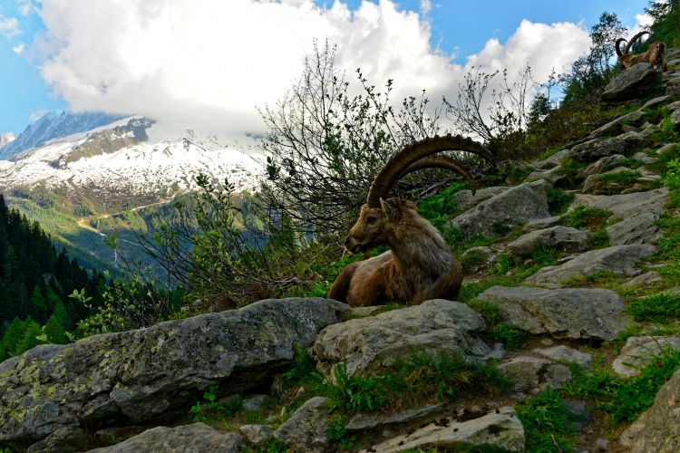 Wallpapers Animals Ibex Bouquetins des Alpes