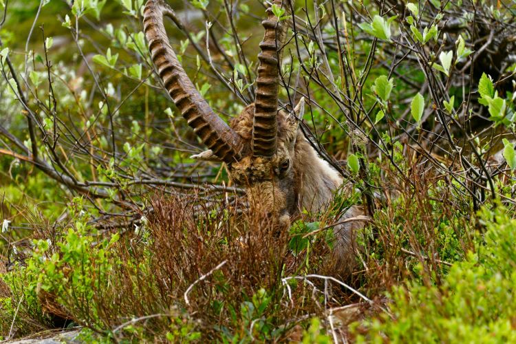 Wallpapers Animals Ibex Bouquetin