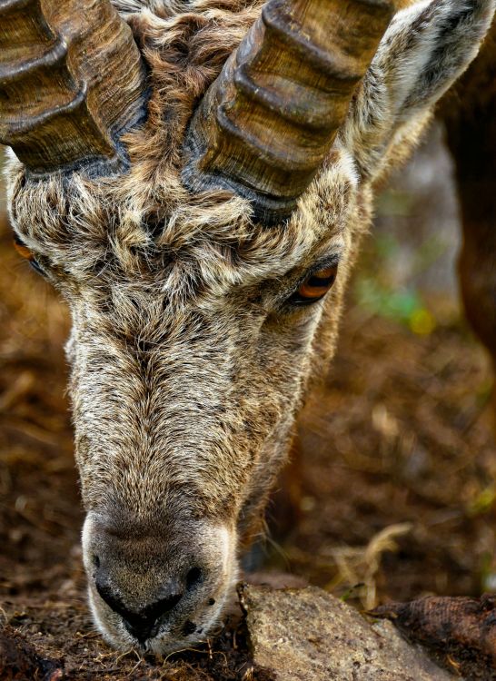 Wallpapers Animals Ibex Bouquetin