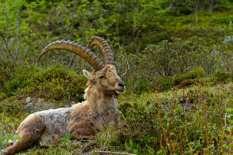 Wallpapers Animals Ibex Bouquetin