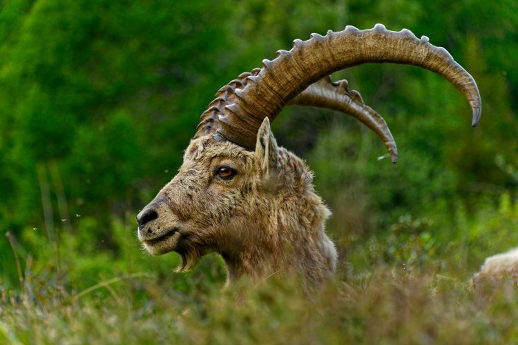 Wallpapers Animals Ibex Bouquetin