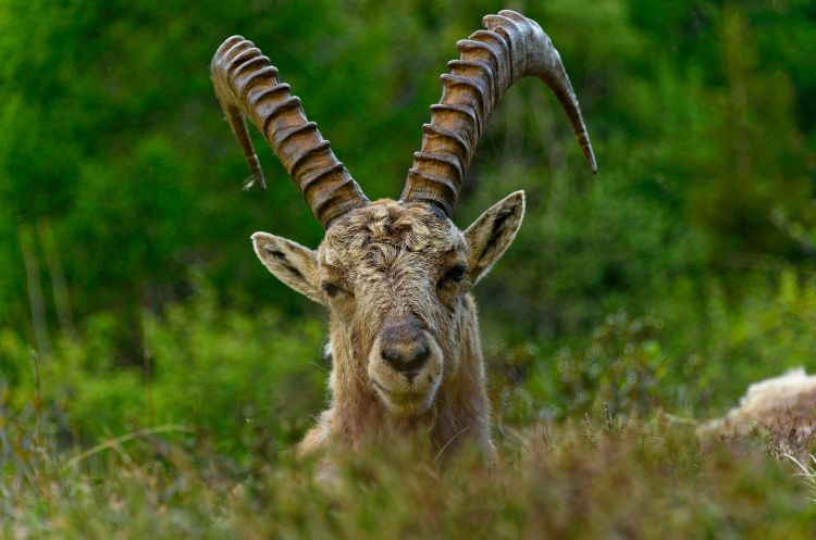 Wallpapers Animals Ibex BOUQUETIN Mâle