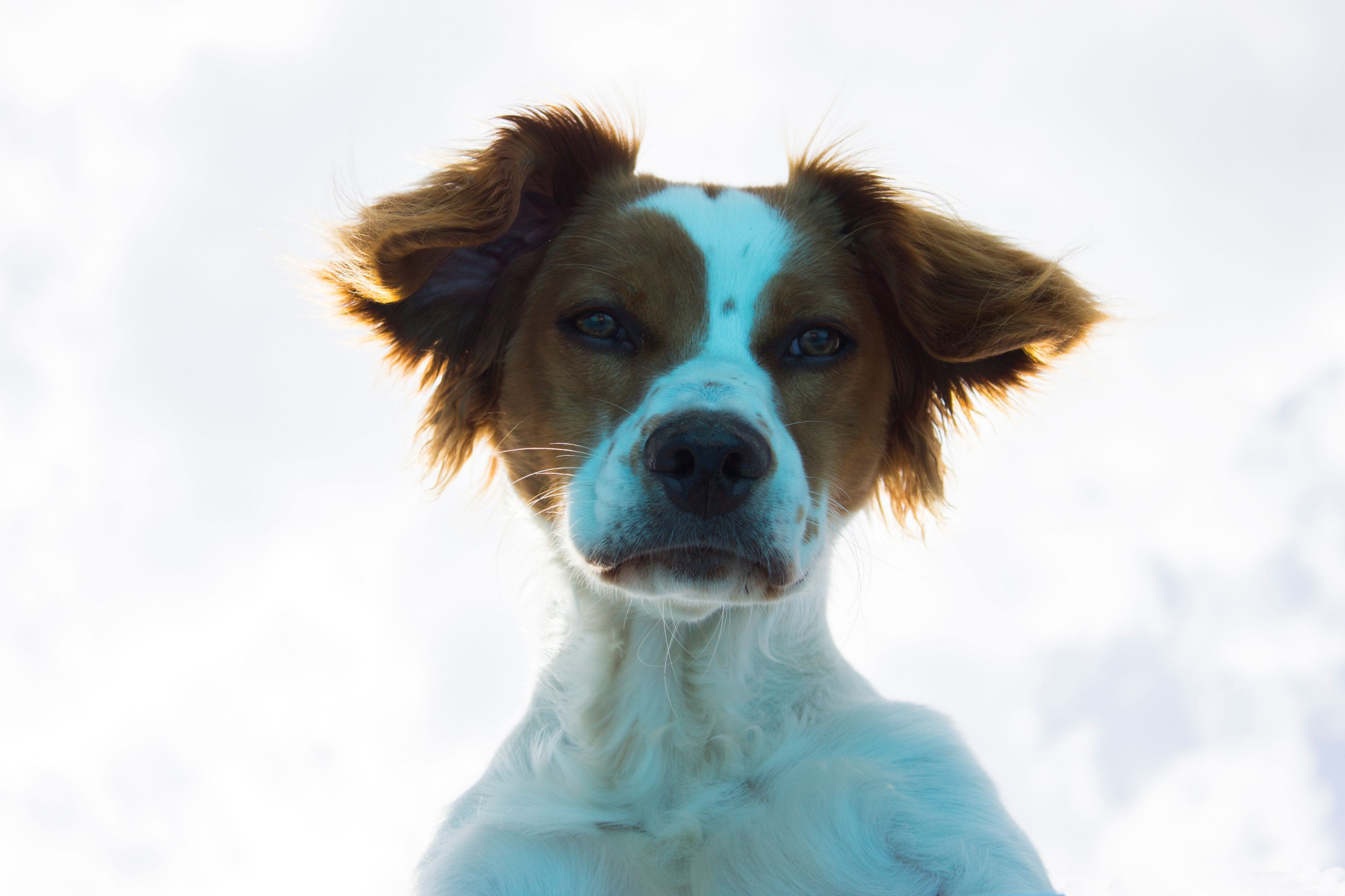 Fonds d'cran Animaux Chiens 