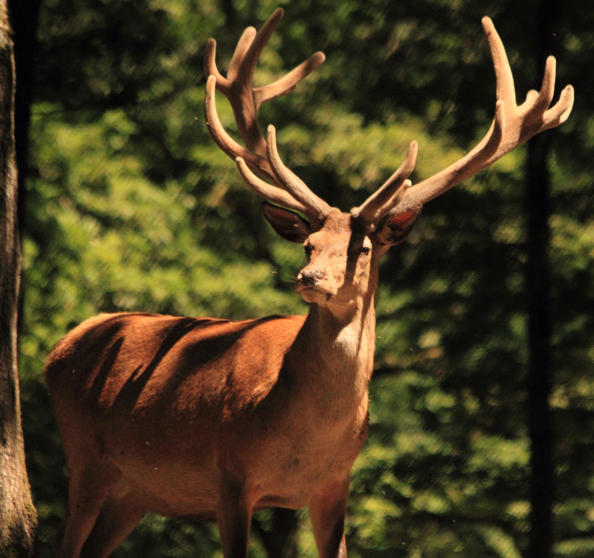 Fonds d'cran Animaux Cervids 