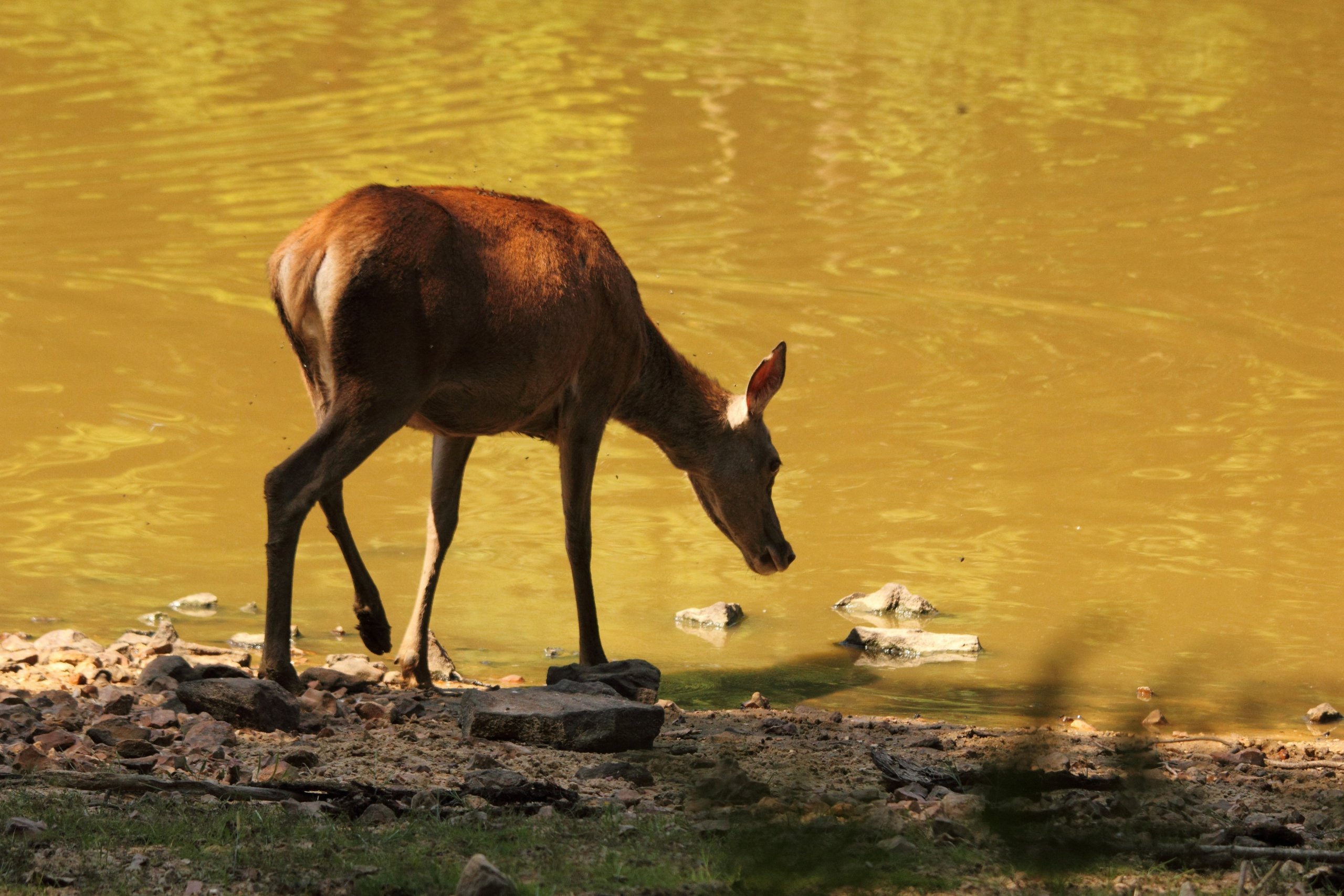 Fonds d'cran Animaux Cervids 