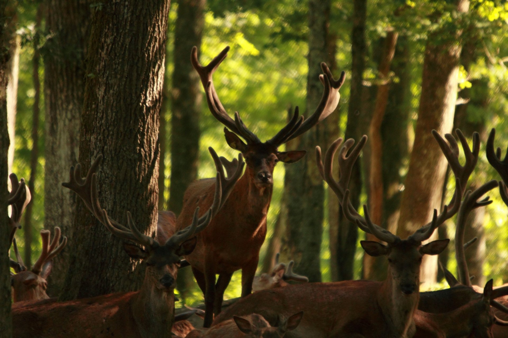 Fonds d'cran Animaux Cervids 