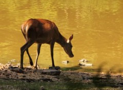  Animaux Image sans titre N449047