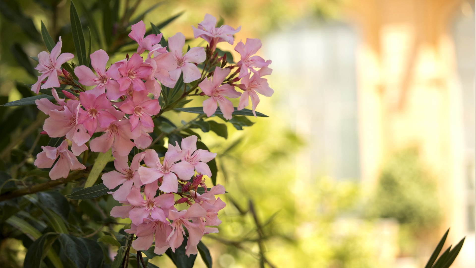 Wallpapers Nature Flowers Divers fleurs shooter en italie