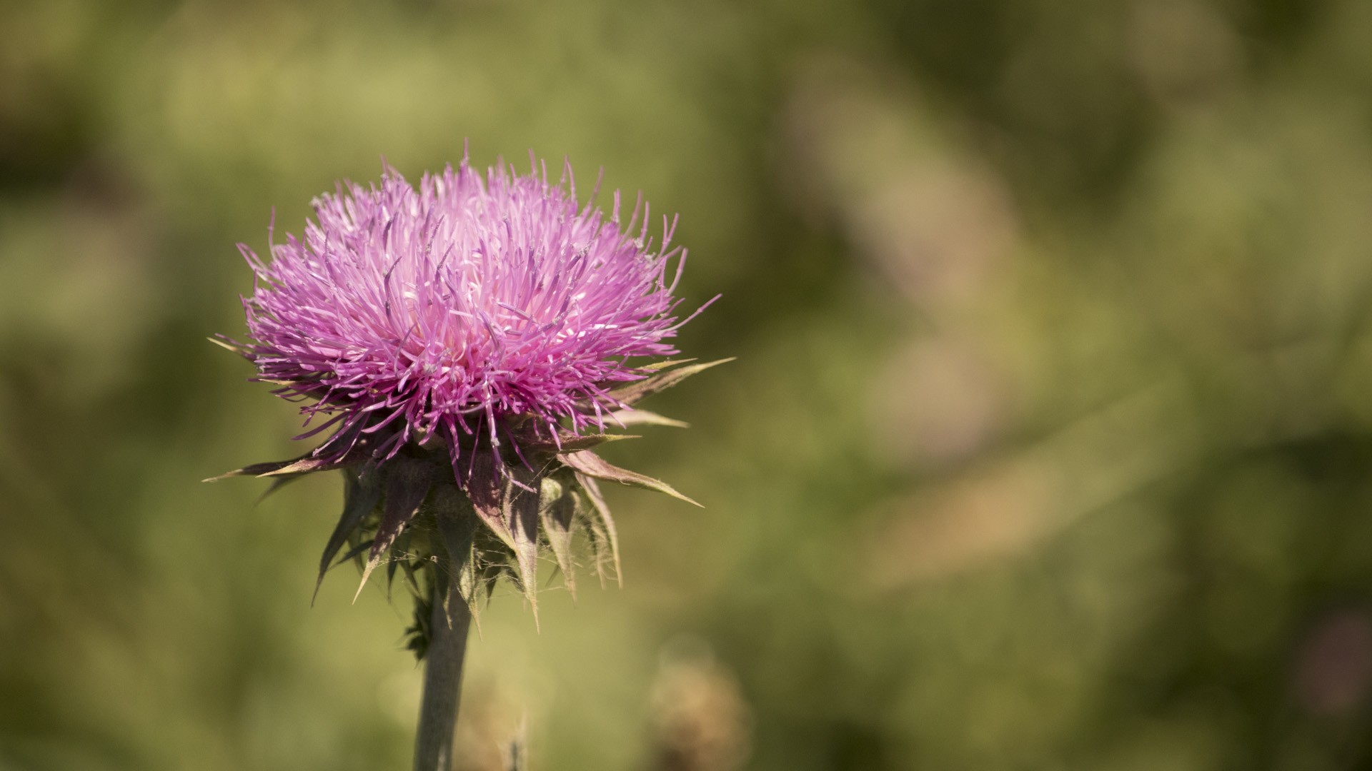 Wallpapers Nature Flowers Divers fleurs shooter en italie