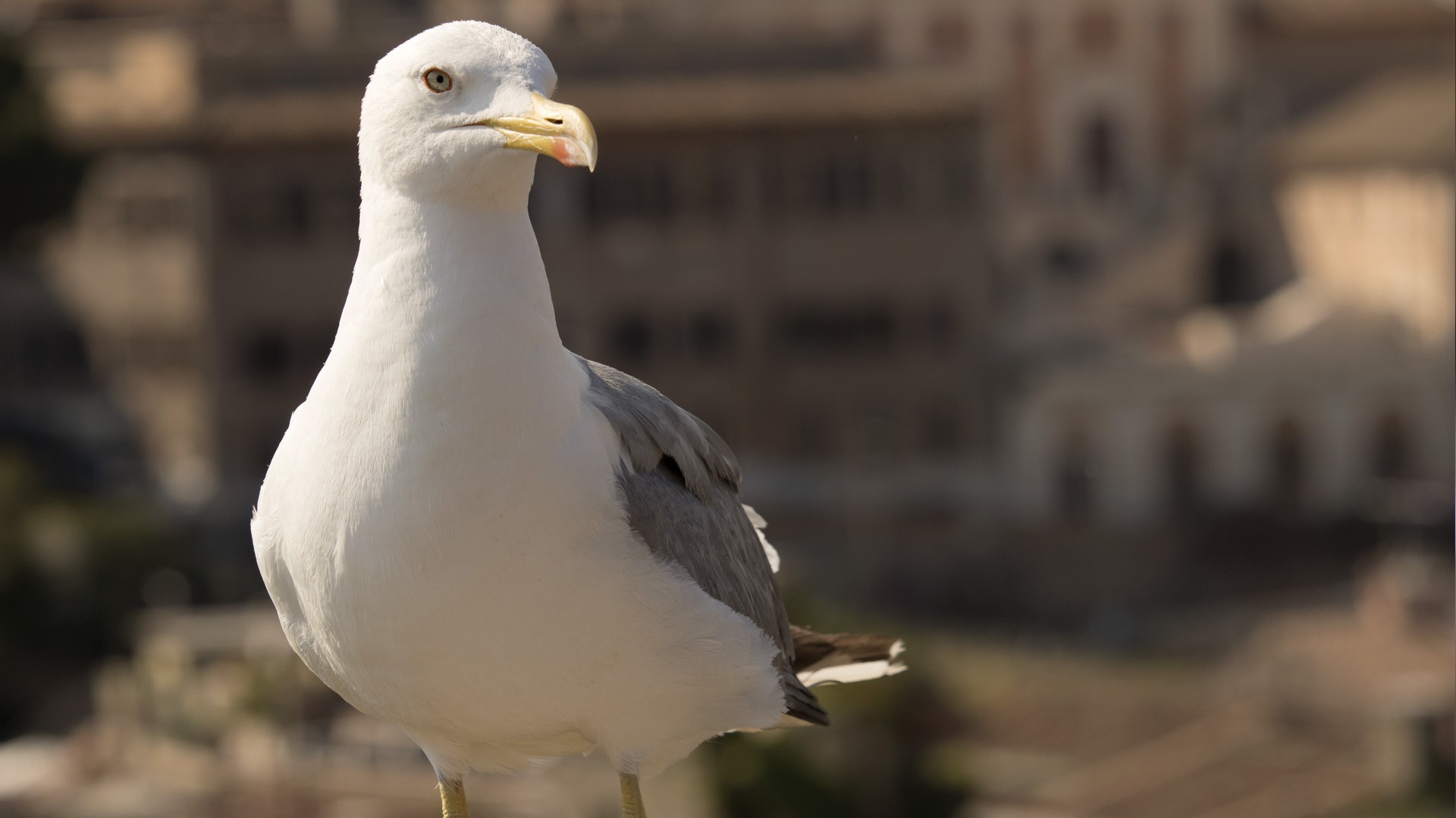 Fonds d'cran Animaux Oiseaux - Mouettes et Golands Goeland