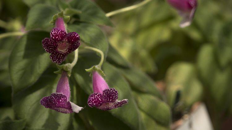 Fonds d'cran Nature Fleurs Divers fleurs shooter en italie