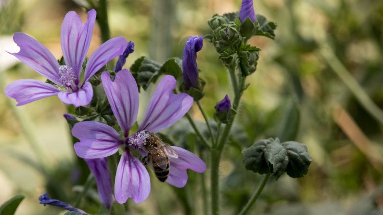 Fonds d'cran Nature Fleurs Divers fleurs shooter en italie