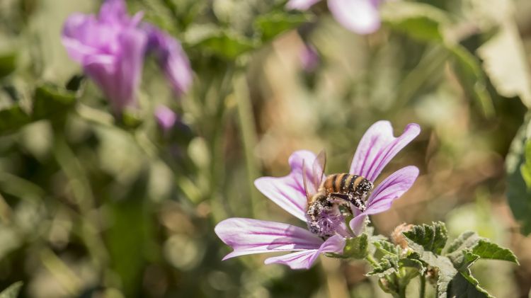 Wallpapers Nature Flowers Divers fleurs shooter en italie