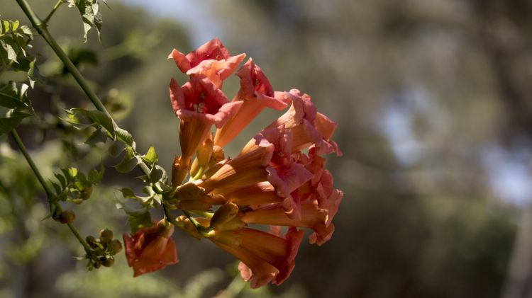 Wallpapers Nature Flowers Divers fleurs shooter en italie