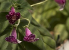  Nature Divers fleurs shooter en italie