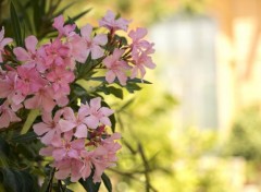  Nature Divers fleurs shooter en italie